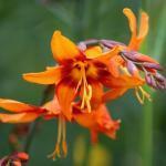 2 100 knolletjes 9,95 Crocosmia hybrida 'Emily Mckenzie' MONTBRETIA Kleinbloemig als 724600, geselecteerd op een prachtige helderoranje kleur met dieporanje ring rond het hart.