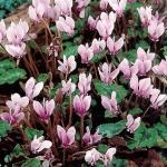 1 20 knolletjes 3,95 Cyclamen cyprium CYPRUSCYCLAAM HERFSTBLOEIEND. Prachtig soort uit het eiland Cyprus, waar hij groeit in de dennen- en cederbossen van het Kyrenia- en Troodosgebergte.