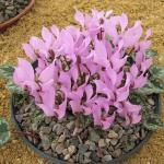 De bloemetjes zijn wit tot lichtroze, zonder donkere vlek op de neus (zoals vele andere cyclamen wel hebben). 705847.1 1 plant 2,95 705847.