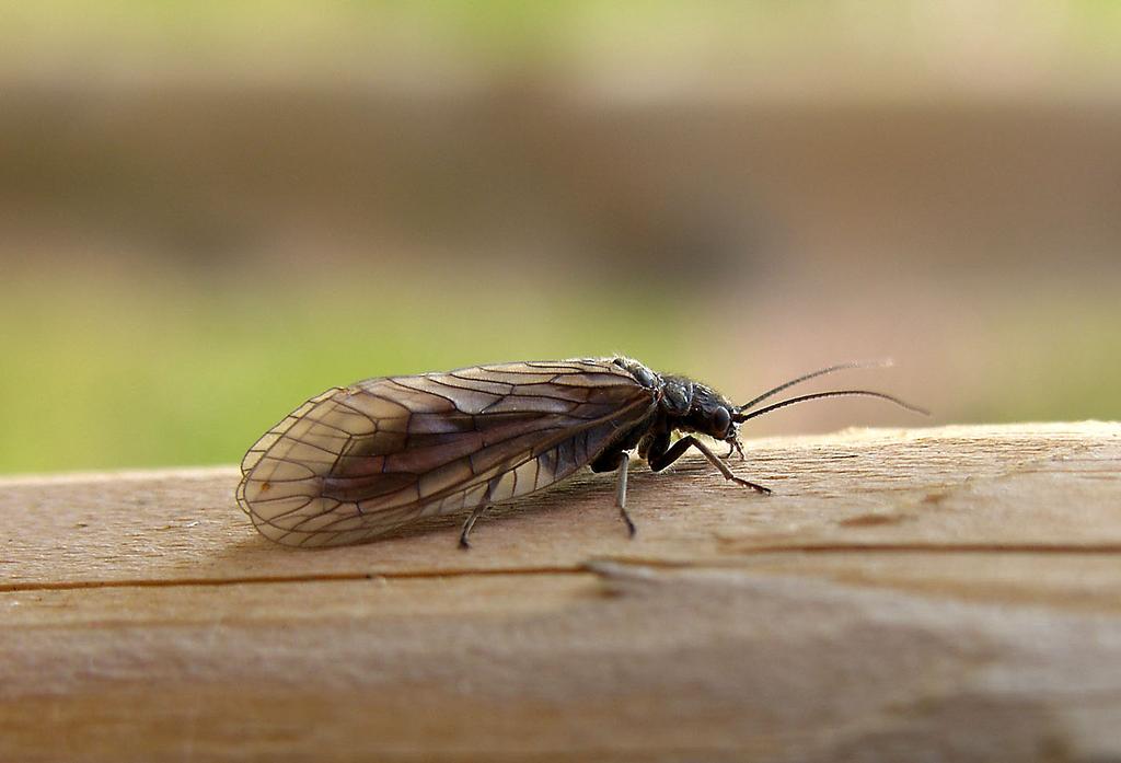 Foto 1: Steenvliegen (Plecoptera) hebben lange vleugels die in rust plat over