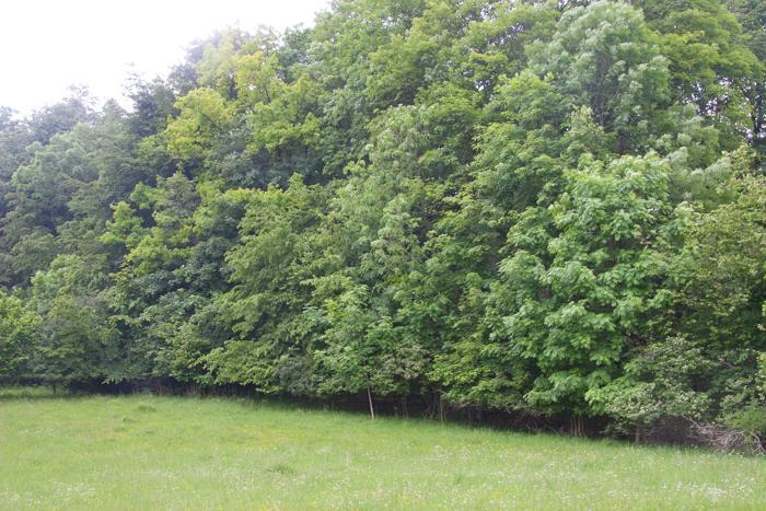 Herwaardering van bos noodzakelijk Natuurbos is natuurlijke climaxstadium in Nederland Huidige