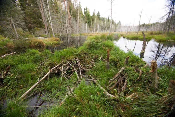 Mijn wilderniservaring: Wit Rusland