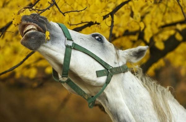 ALGEMEEN: Giftige planten, struiken en bomen Tijdens de koude winterperiodes piekt de aandacht voor paardenwelzijn op de weide. Dit betekent niet dat de lente en zomer geen problemen kunnen stellen.