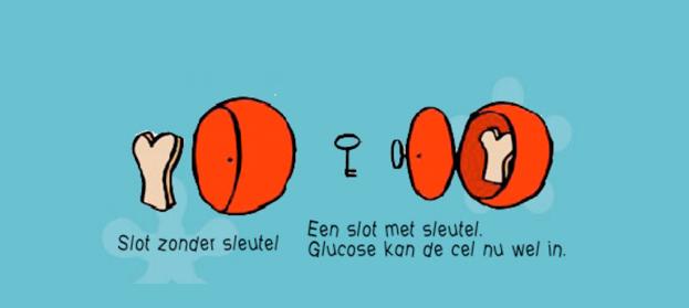 1.4 Wat is diabetes? - Glucose & insuline In ons eten zitten voedingsstoffen. Die zijn goed voor ons lichaam. Bijvoorbeeld vitaminen, suiker, eiwitten en vet.