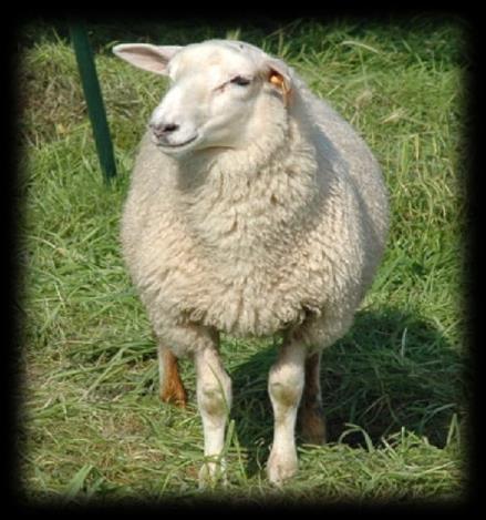 Enquê têrêsultatên Rêndabilitêit in dê Vlaamsê schapênhoudêrij 300 enquêtes verstuurd naar schapenhouders met meer dan 50 ooien Enquête Om een beeld te krijgen van de kengetallen, het management en