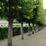 Hagen en heggen Door een heg bijvoorbeeld rond een hekwerk te planten te planten, vergroent u het uiterlijk aanzienlijk.