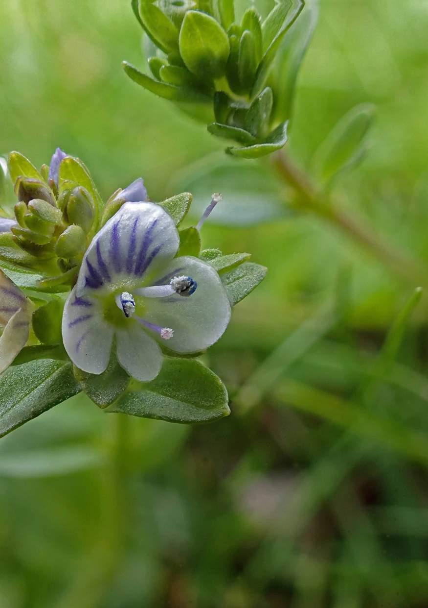 6 Met biodiversiteit draag je verantwoordelijkheid