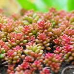 zorgt. Sedumdak (vetplanten) Een sedumdak (plat of schuin) is begroeid met sedum, ofwel vetplanten. Deze planten kunnen erg goed tegen droogte, maar ook heel vochtige periodes.