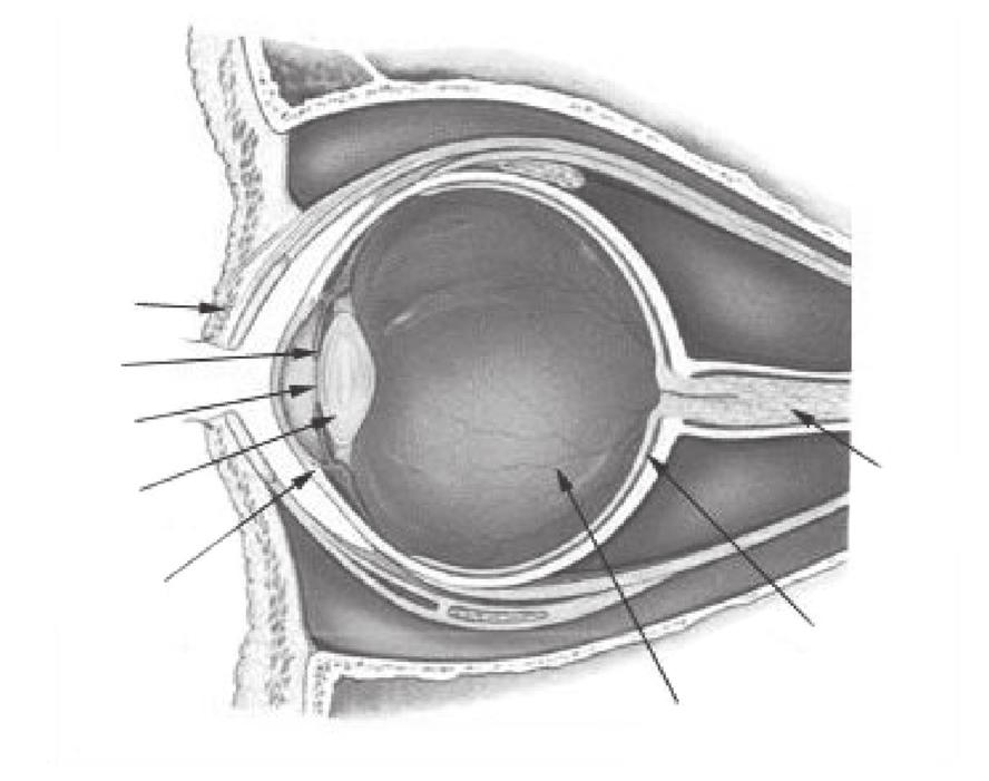 De behandeling van cataract kan bestaan uit een operatie ter verwijdering van de troebele lens.