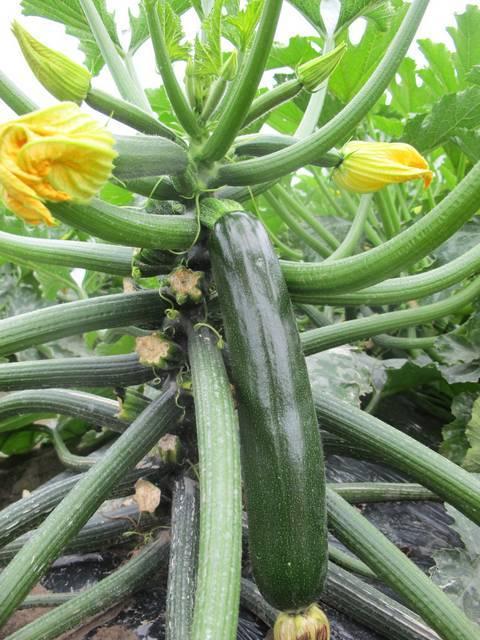 Bloeigedrag in courgette Wat kunnen we