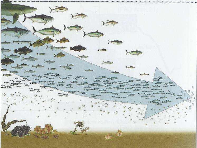 Het beeld achter biodiversiteitsverlies: homogenisatie Fishing down the foodweb