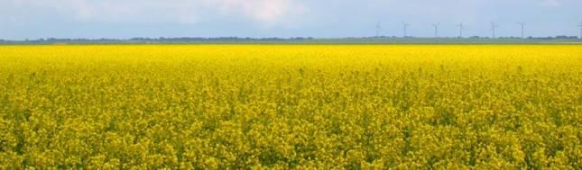 23 Hoeveel land moeten we beplanten met koolzaad