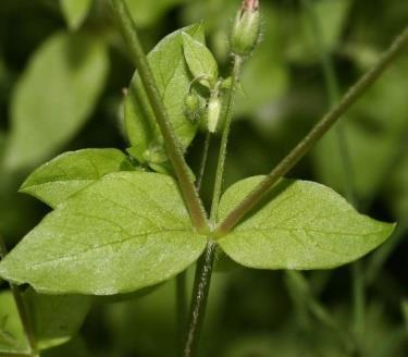 vierkantige stengels tot 150 cm lang Muur, Stellaria media Max.