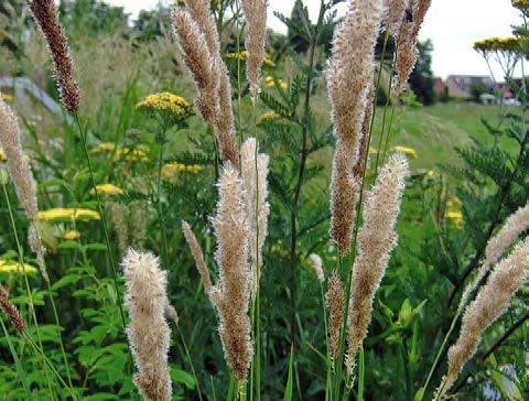 De donkere kleur van de bloeipluimen daarvan komt terug in het hart van de Helenium.