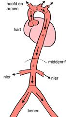 De aorta is de grootste slagader (arterie) van het lichaam en wordt ook wel de grote lichaamsslagader genoemd. Hij ontspringt uit de linker hartkamer.