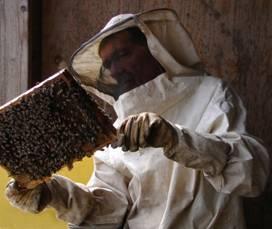 Uit hoeveel bijen bestaat een volk? In het Natuurmuseum is de nieuwe wisselexpositie Toverboerderij te bekijken.