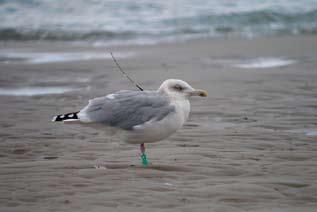 Monitoring van vogels in de Waddenzee met de hand aan de kraan De meest toegepaste methode is dat waarnemers met een ontvanger en antenne door het veld lopen.