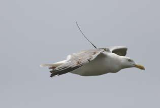 Een oplossing voor dat probleem is om gezenderde vogels op te sporen door met een vliegtuig met ontvanger over het gebied te vliegen Bishop et al. 2004). Dat is weer zeer kostbaar.