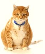 Hoe ontstaat overgewicht? We geven onze oogappels vaak teveel eten, teveel tussendoortjes en te weinig beweging. Vooral katten die grotendeels binnen worden gehouden, hebben hier last van.