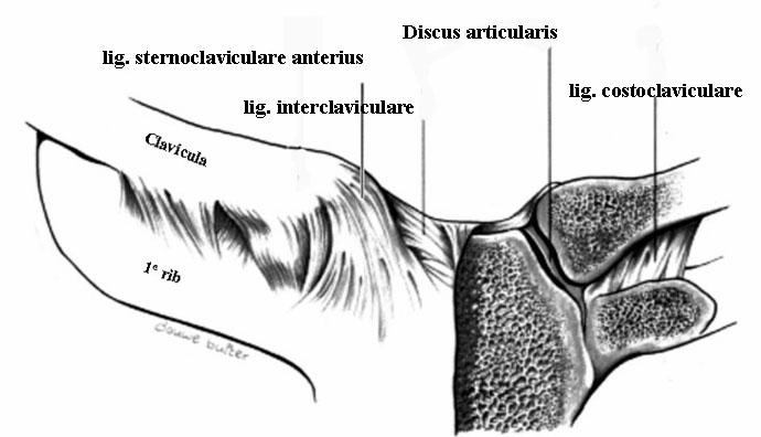Het gewrichtsoppervlak van de clavicula is veel groter dan het sternale deel van het gewricht terwijl ook het bedekkende gewrichtskraakbeen aan de clavicula aanmerkelijk dikker is dan dat waarmee het