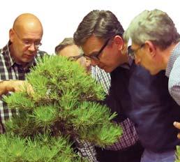 Prijs van de maand Beste leden Deze bijeenkomst staat er een mooie Larix op de prijzentafel.