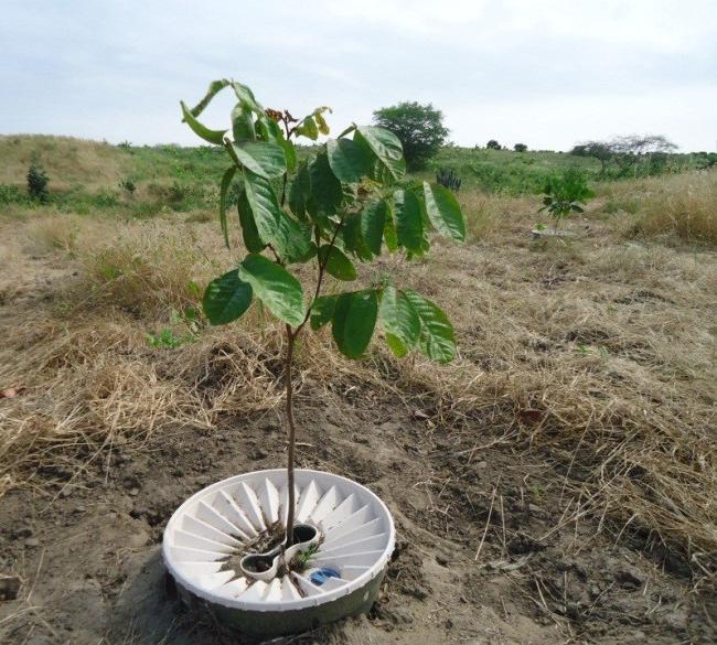 Overlevingspercentage: 29 levende planten (17