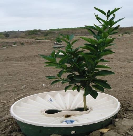 SINAASAPPEL (Citrus sinensis) Datum van planting: 14 maart