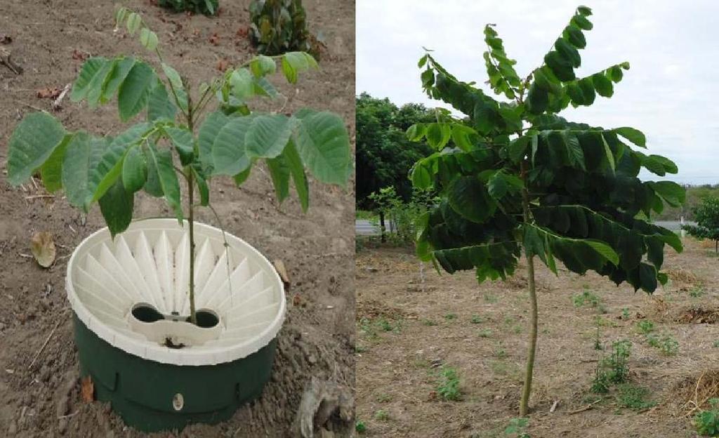 5. HOUT BOOM PLANTING GEEL (Tabebuia cahracea) Datum van planting: 14 juni 2012 Aantal beplantingen: 5 bomen