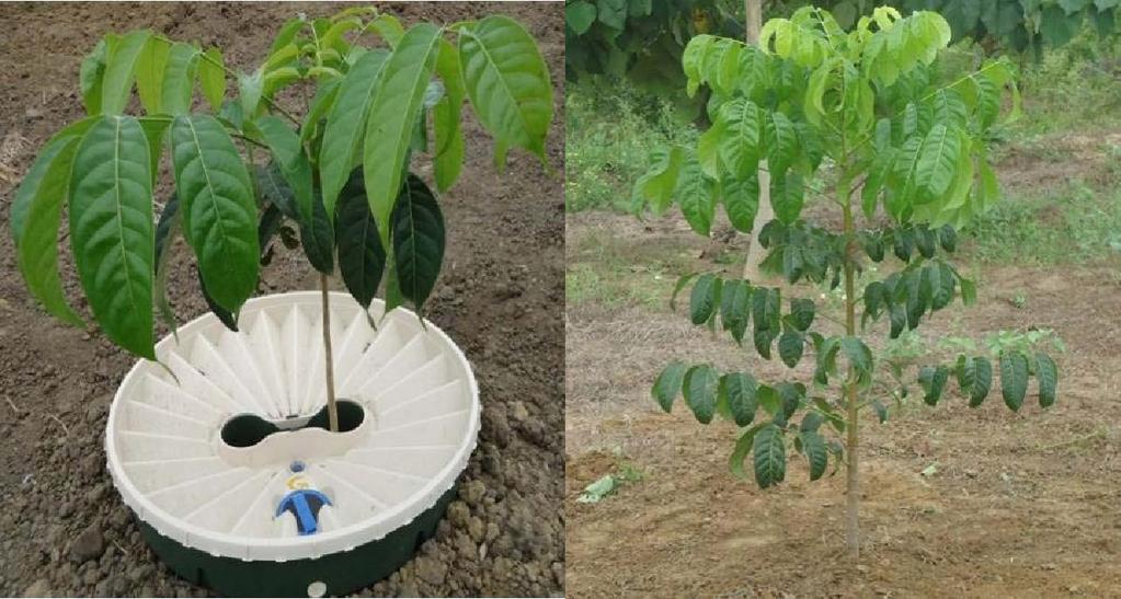 GUAIAC (Tabebuia chrysantha) Datum van planting: 14 juni 2012 Aantal beplantingen: 5 bomen Overlevingspercentage: