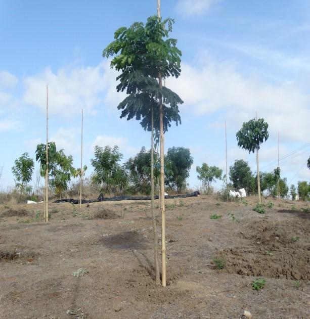 levende bomen (1 dood) = 67% transplantatie 15 juli 2013