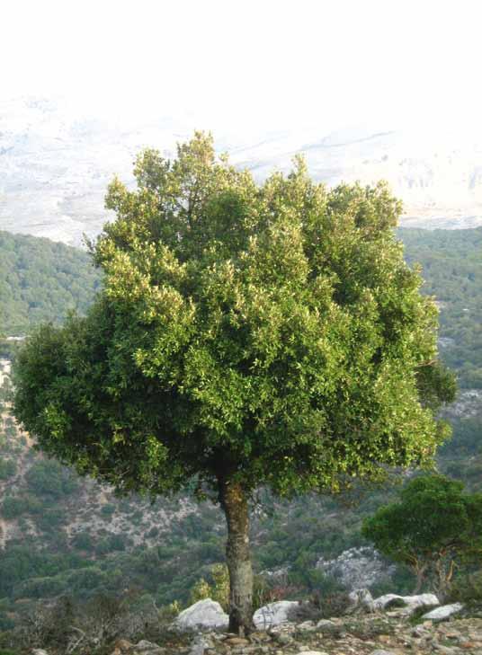 maken met de winterhardheid. De boom is machtig groot in zijn natuurlijke verspreidingsgebied, tot wel 30 meter hoog, met een indrukwekkende grootse ruige kroon.