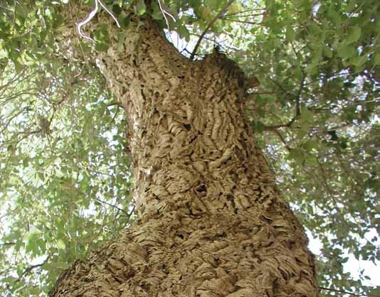 Libanon. De boom is omstreeks 1855 in de Jardin de Plants in Parijs geïntroduceerd.