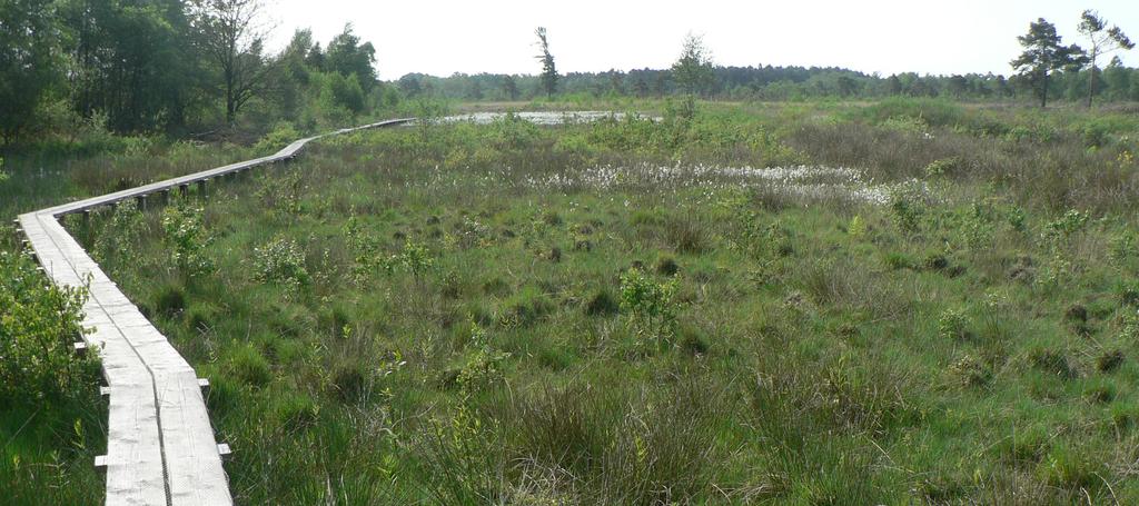 Werk uitvoeren voor natuur in Wooldse Veen Nieuwsbrief Natura 2000-gebied Wooldse Veen Nummer 2, november 2017 Het Wooldse Veen is een van de belangrijkste hoogvenen in Nederland en maakt deel uit