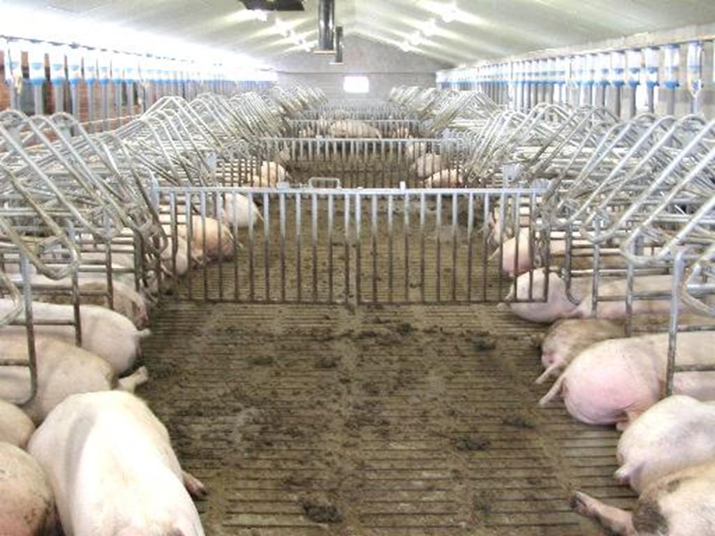 Pagina 2 Nieuwsbrief Projectvoorstelling Concrete doelstellingen? De varkenshouderij is vanuit economisch oogpunt een belangrijke bedrijfstak binnen de Vlaamse land en tuinbouw.