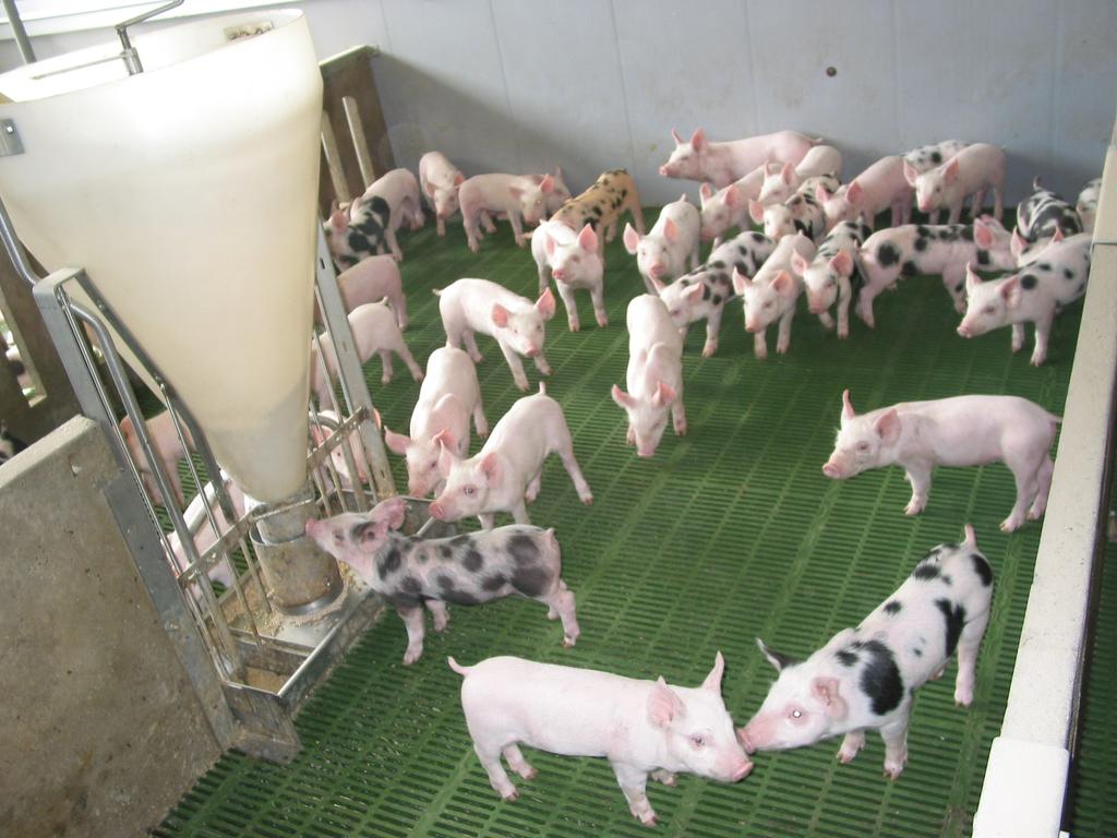 Pagina 3 Rendabiliteit Het toepassen van groepsgewijs management heeft hoedanook een impact op de rendabiliteit van het varkensbedrijf.