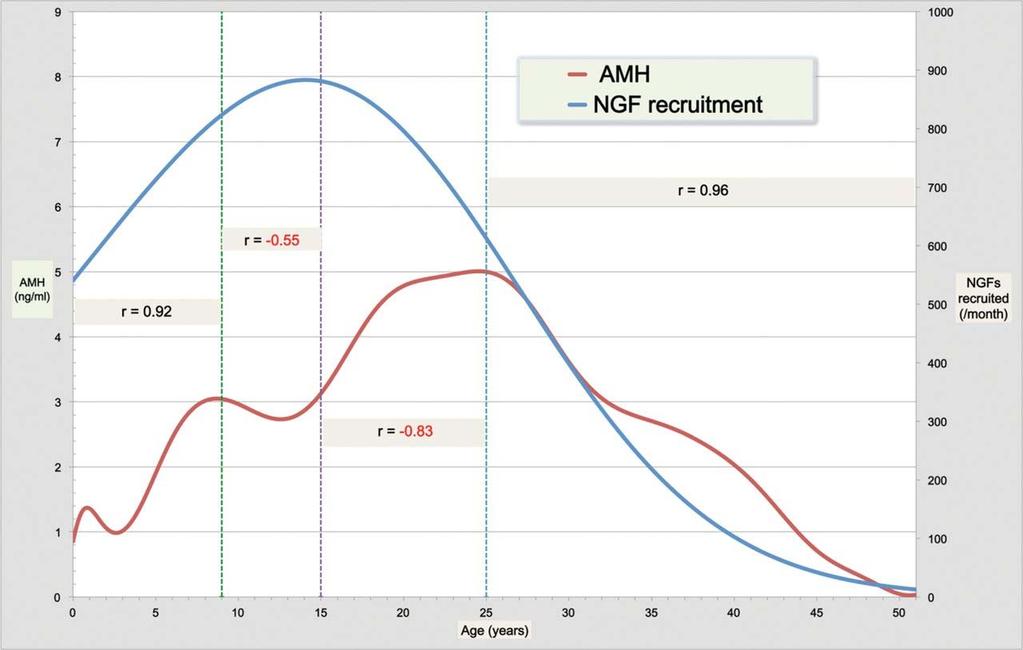 AMH and follicular recruitment profile across the human