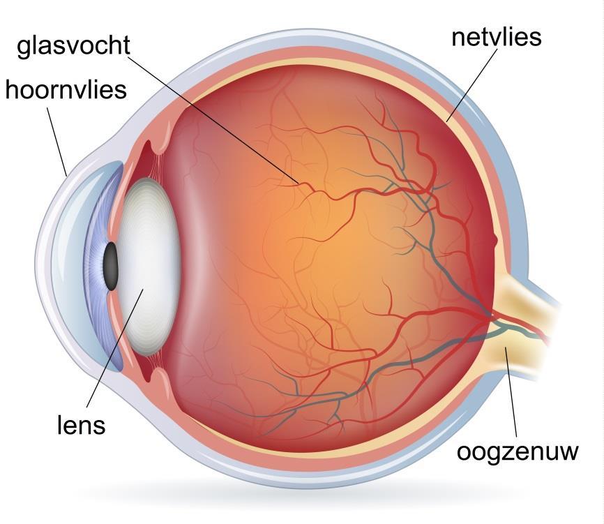 Afbeelding 1: doorsnede van het oog Schade aan de oogzenuw Glaucoom is een oogaandoening die de oogzenuw kan aantasten.