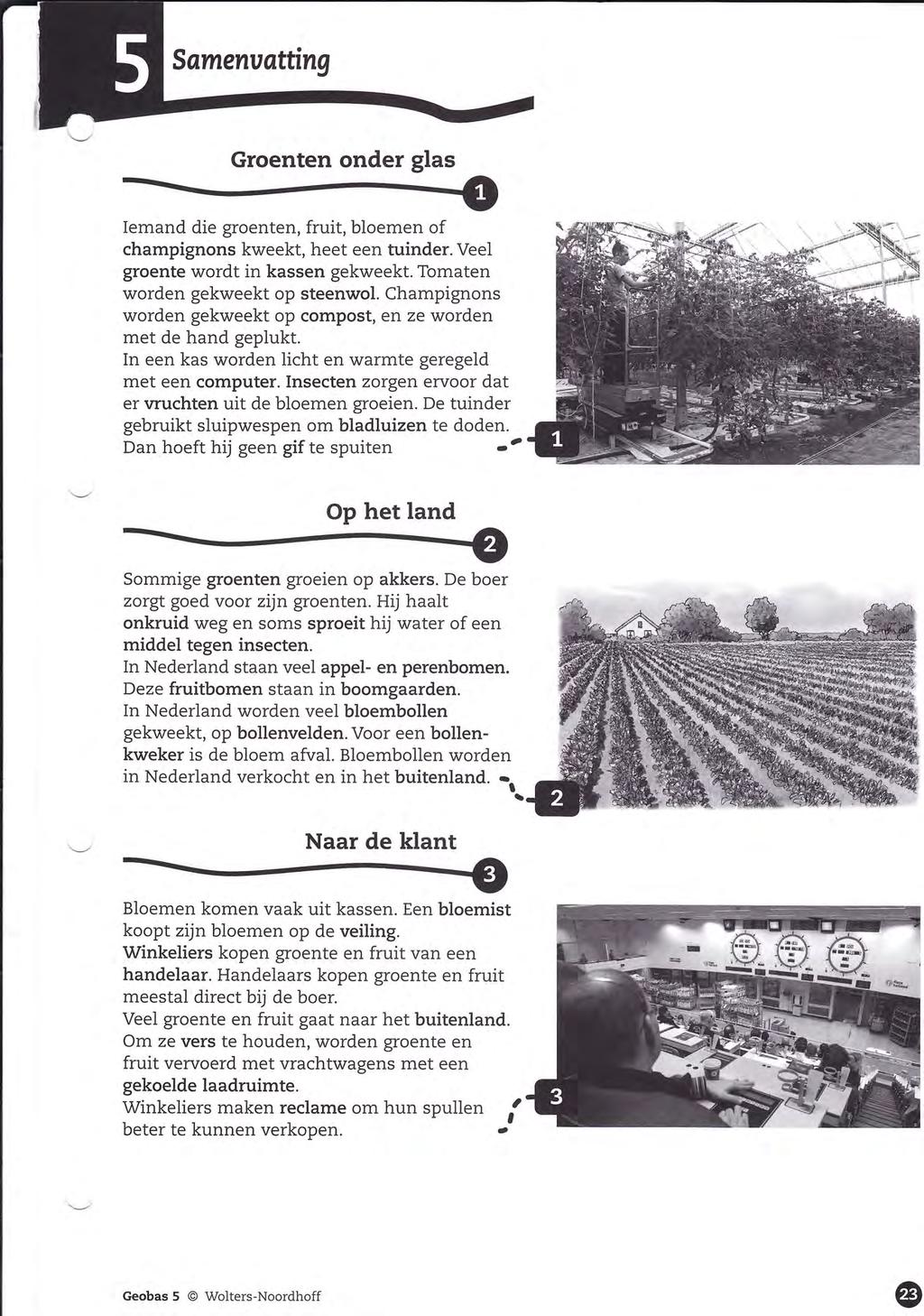 Groenten onder glas Iemand die groenten, fruit, bloemen of champignons kweekt, heet een tuinder. Veel groente wordt in kassen gekweekt. Tomaten worden gekweekt op steenwol.