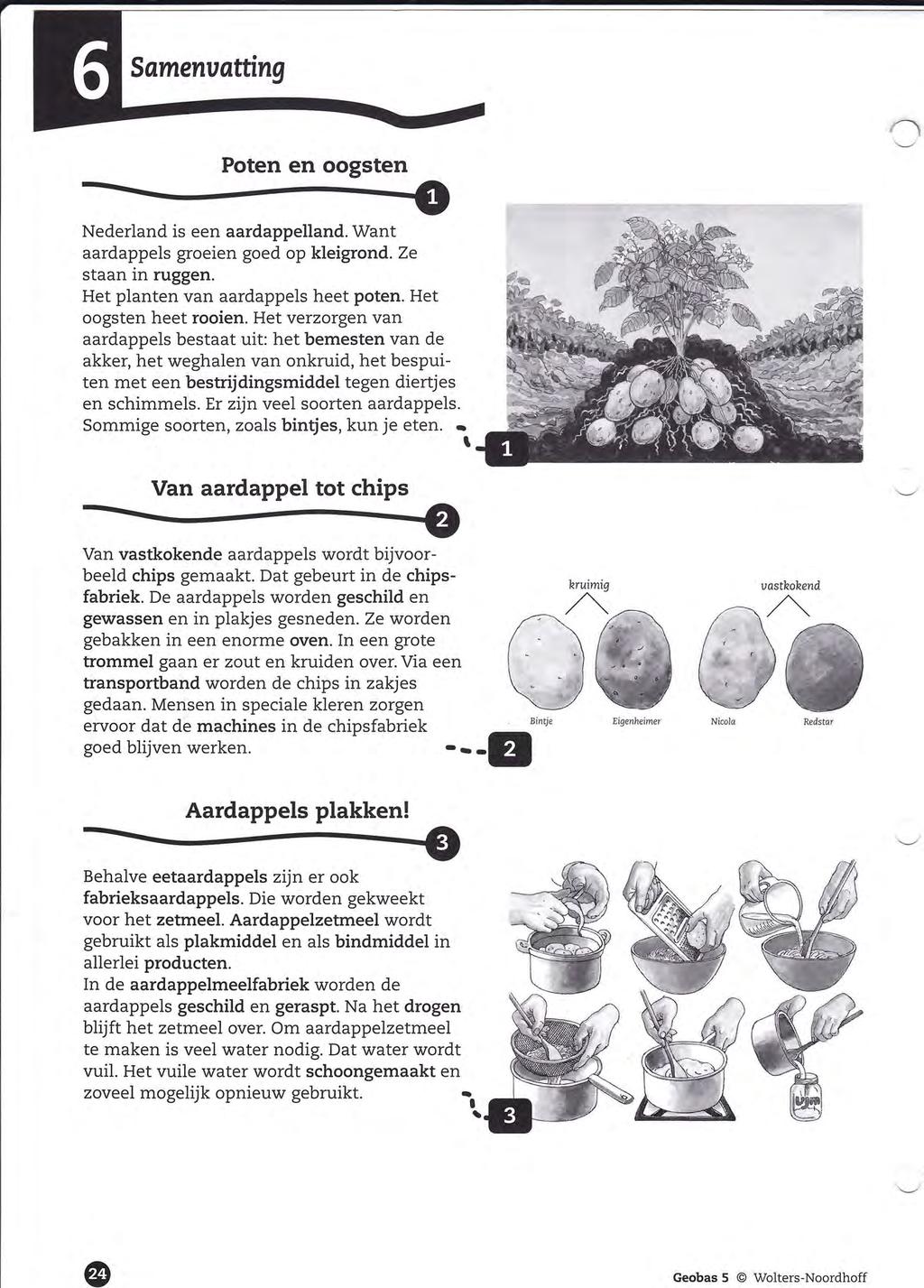 Poten en oogsten Nederland is een aardappelland. Want aardappels groeien goed op kleigrond. Ze staan in ruggen. Het planten van aardappels heet poten. Het oogsten heet rooien.