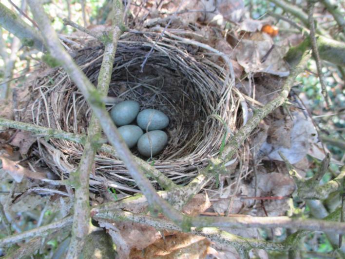 kan pikken. Merelnest Merels maken vaak een nest in doornige stuiken zoals een meidoorn.