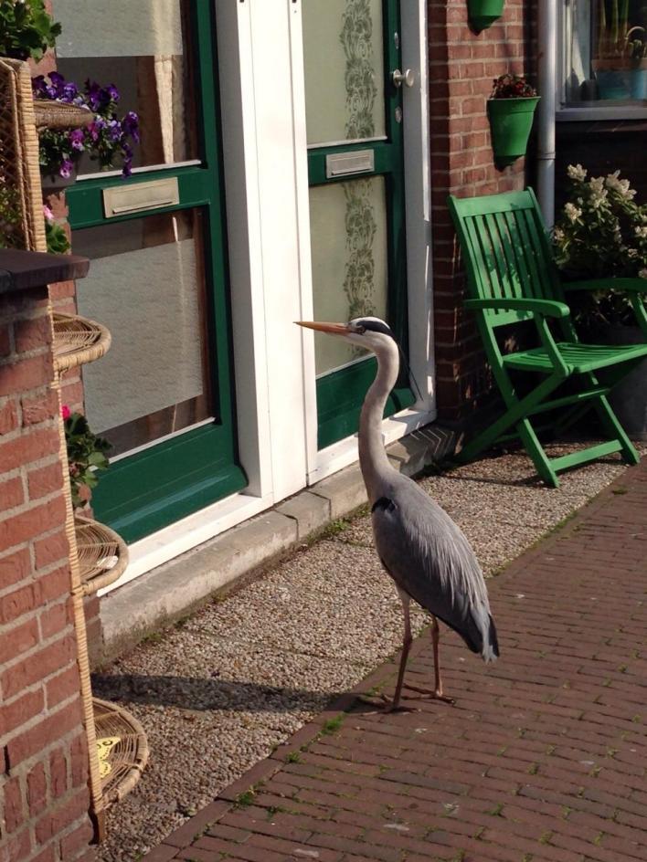 De blauwe reiger legt medio februari al eieren die diepblauw van kleur zijn en net zo groot als een kippen- of eendenei.