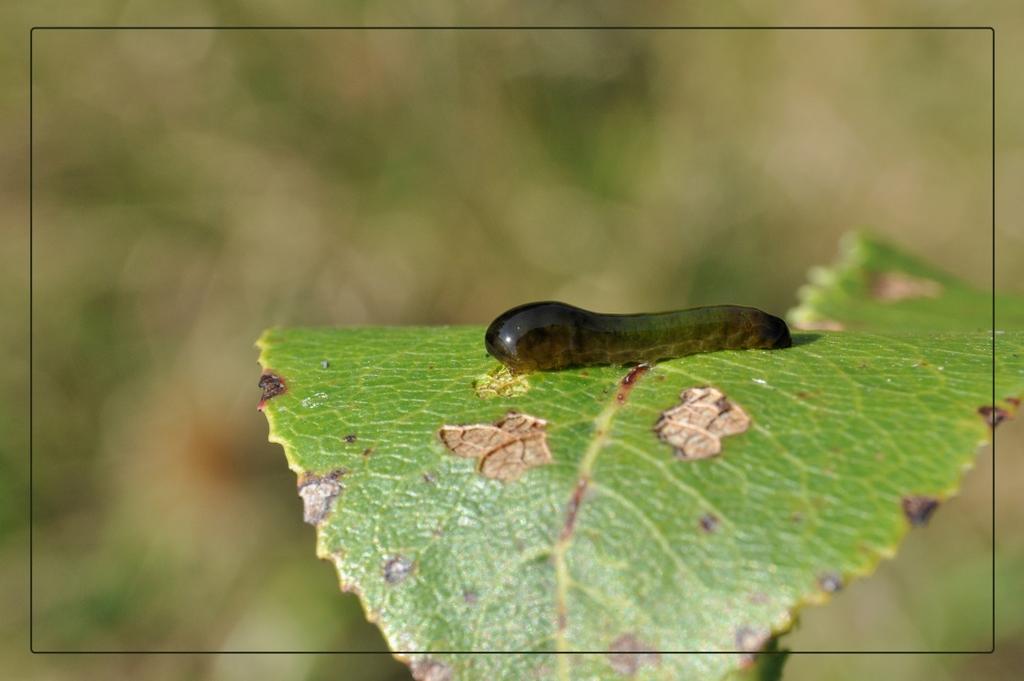 Van heel veel bladwespen leven de volwassen dieren maar kort en zijn tamelijk onbekend. Volwassen kersenbladwespen bijvoorbeeld zijn zwart en zo'n 5 mm lang.
