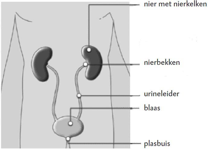 Na de operatie Na de operatie neemt de uroloog contact op met uw contactpersoon om uitleg te geven hoe de operatie verlopen is. U gaat naar de uitslaapkamer.