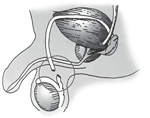Figuur 1A: Zijaanzicht op het urogenitale stelsel van de man vóór vasectomie