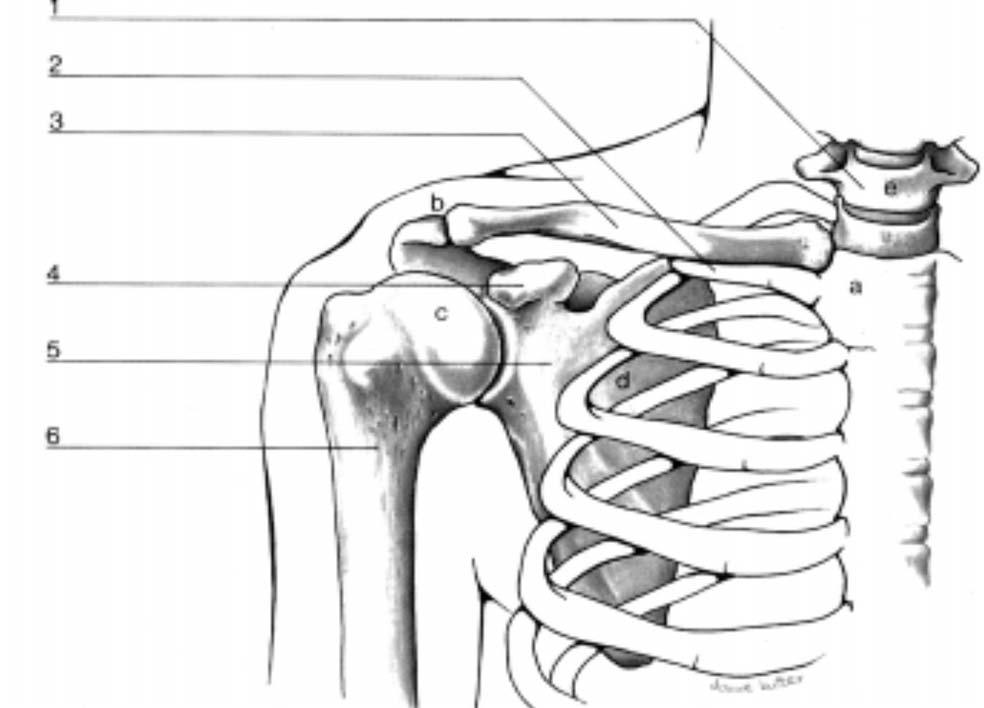 Hoofdstuk 2 Anatomie Bij de bespreking van de anatomie van de schouder in relatie tot de primaire frozen shoulder worden niet alleen de structuren besproken die primair zijn aangedaan rond het