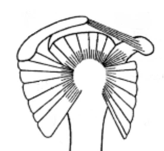 2.3 Schoudermusculatuur m. biceps brachii. Deze tweekoppige spier heeft twee oorsprongsplaatsen en één insertieplaats. De korte kop van de m.