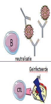 Specifieke afweer tegen infectieuze agentia