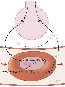 Gaswisseling De gaswisseling is gebaseerd op het diffusiemechanisme: vanuit de ingeademde lucht diffunderen zuurstofmoleculen naar het bloed, en de koolstofdioxidemoleculen gaan in tegengestelde