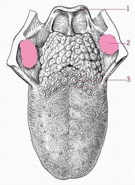 Het traanapparaat 1 = traanklier; 2 = traankanaaltje van het bovenste ooglid; 3 = traanzakje; 4 = traankanaaltje van het onderste ooglid; 5 = traanbuis, uitkomend in de onderste neusgang Mondholte,