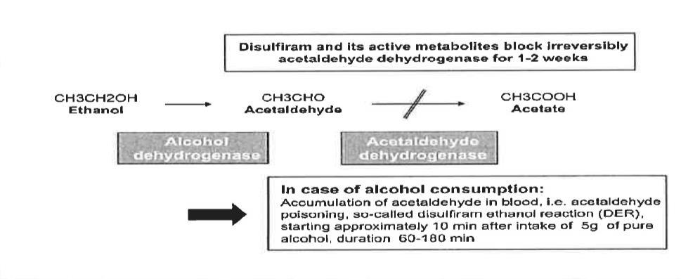 Figuur 1: Krampe H and Ehrenreich H., 2010 (5) De symptomen bij een milde reactie variëren van een lichte flush tot nausea, hoofdpijn, duizeligheid en een beklemmend gevoel op de borst.